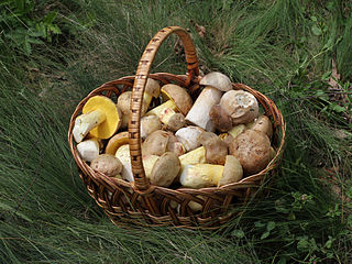 A photograph of a wicker basket full of mushrooms.