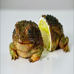 Toad Cake