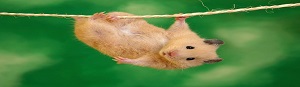hamster hanging of rope