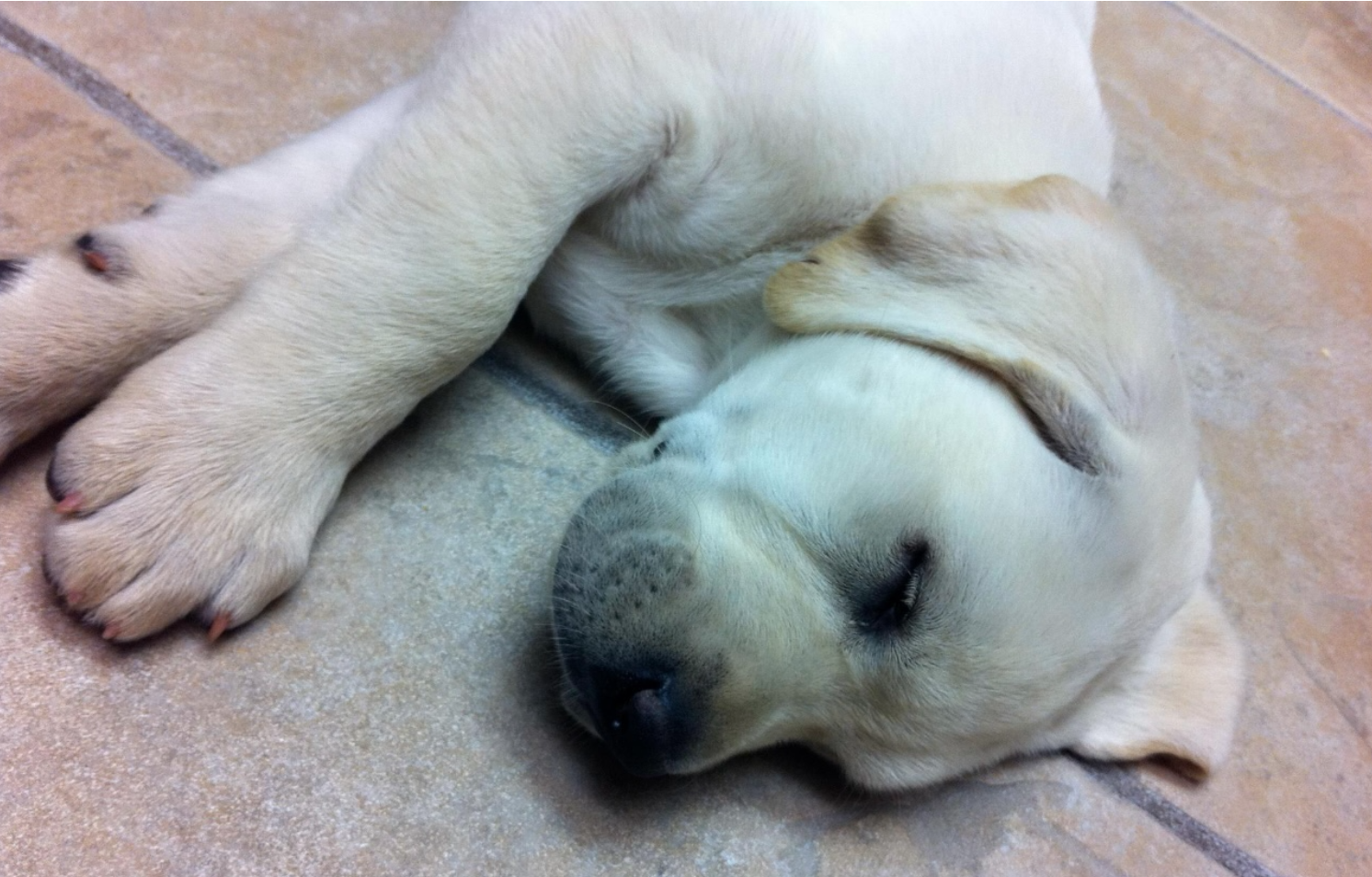 puppy mady