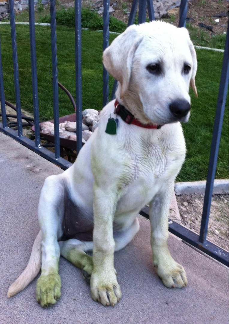 green mady