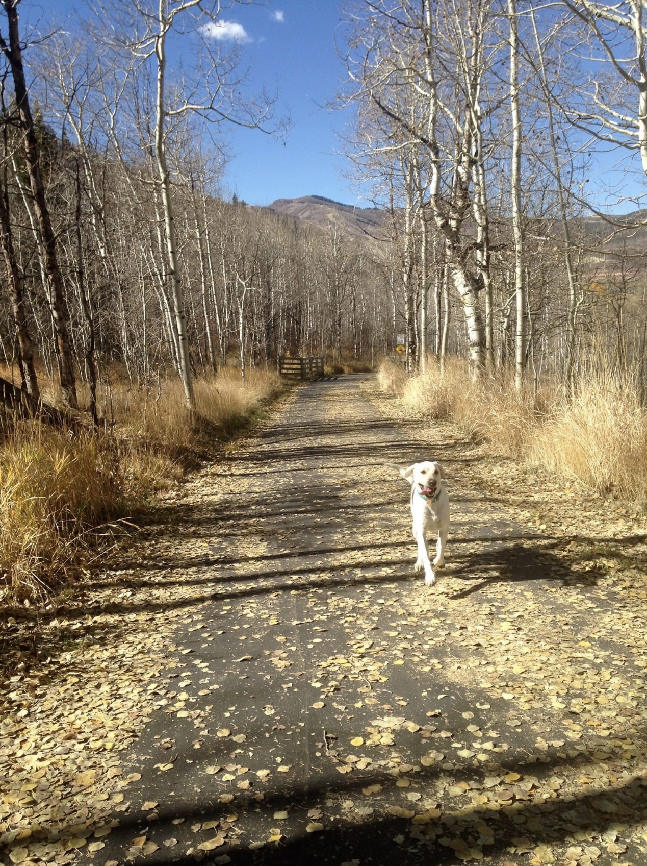 mady running