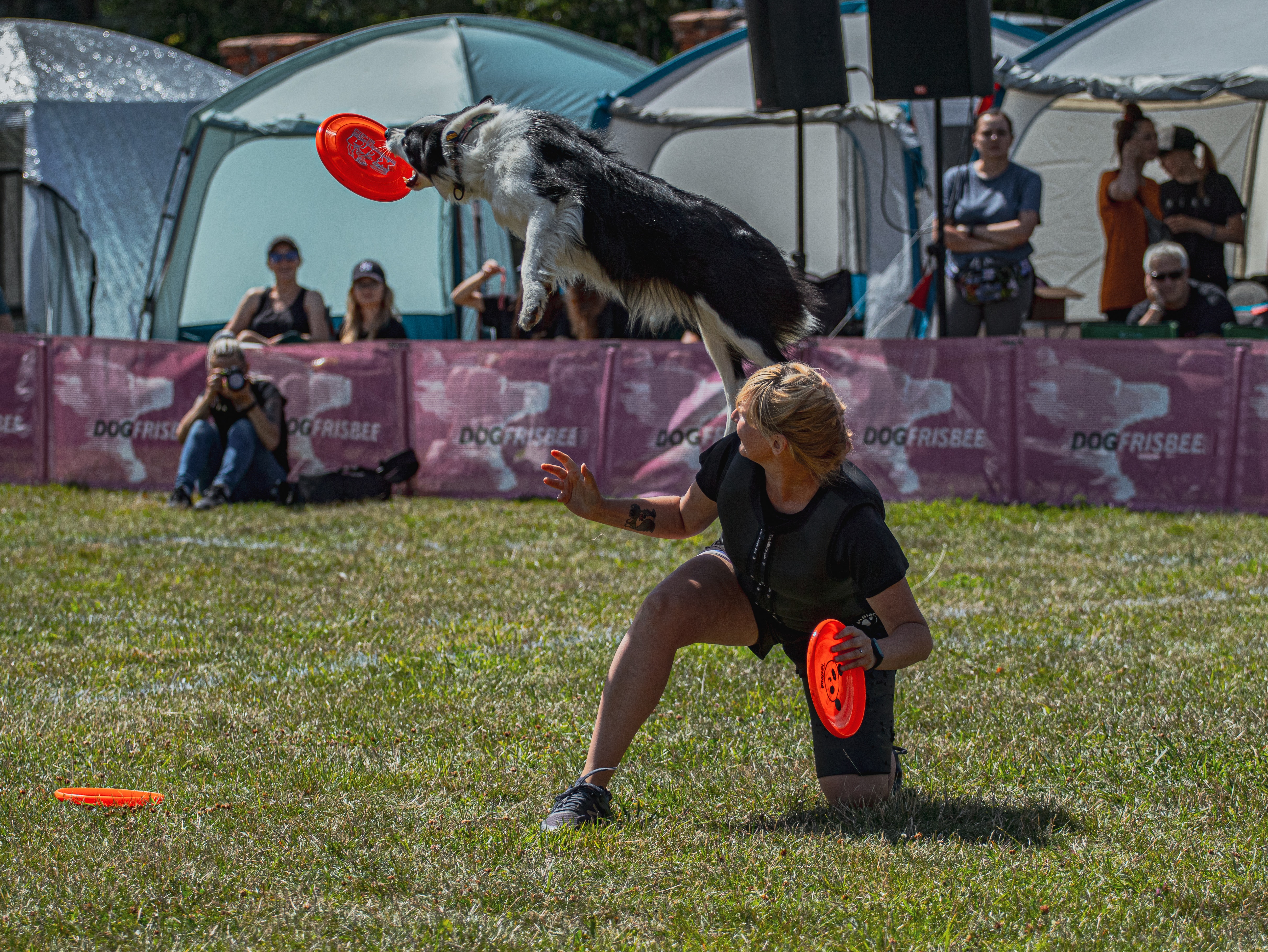 dog catching a frisbee