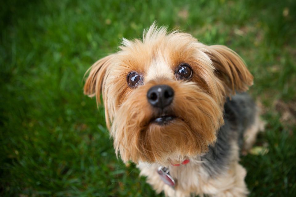 pet_competition