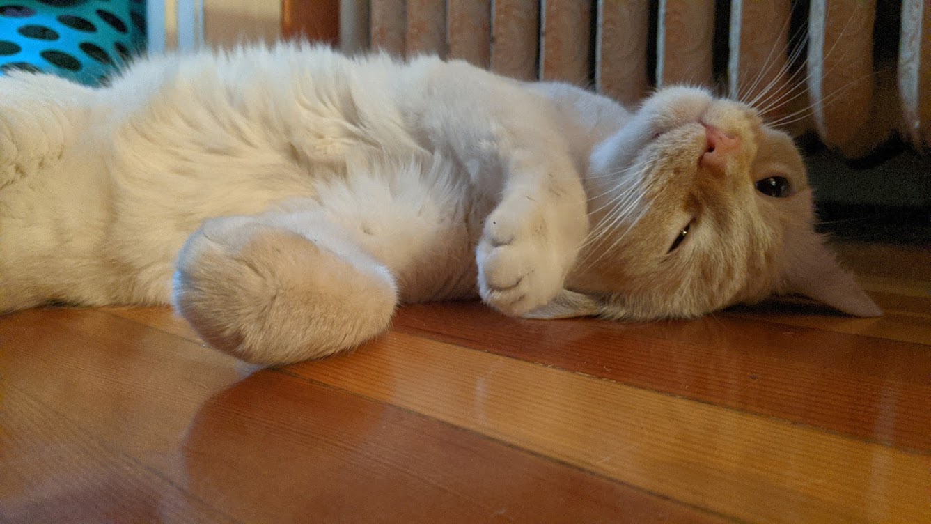 cat